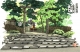 野宮神社
